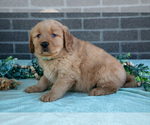 Puppy Trinity Golden Retriever