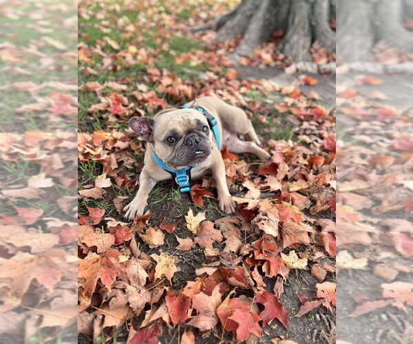 Medium Photo #3 French Bulldog Puppy For Sale in Brights Grove, Ontario, Canada