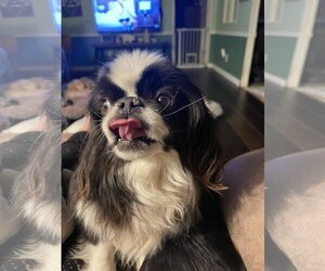 Japanese Chin Dogs for adoption in Victorville, CA, USA