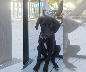 Labrador Retriever-Unknown Mix Dogs for adoption in Rockaway, NJ, USA