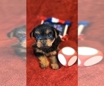 Small Photo #34 Yorkshire Terrier Puppy For Sale in AKRON, OH, USA