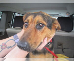 German Shepherd Dog-Unknown Mix Dogs for adoption in Ocala, FL, USA