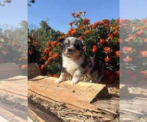 Medium Miniature Australian Shepherd