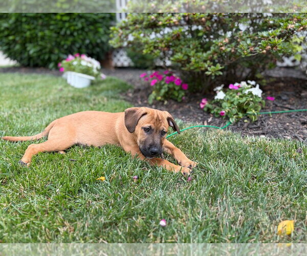 Medium Photo #3 Labrador Retriever-Unknown Mix Puppy For Sale in Derwood, MD, USA