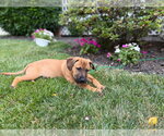 Small #2 Labrador Retriever Mix