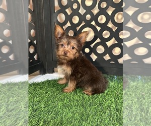 Yorkshire Terrier Puppy for sale in MOUNT VERNON, OH, USA