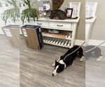 Small #1 Border Collie