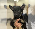 Small #2 German Shepherd Dog