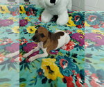 Small Jack Chi