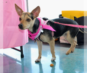 Chihuahua-Unknown Mix Dogs for adoption in Cranston, RI, USA