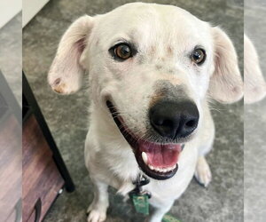 Speck - Male English Setter-Labrador Retriever Mix Dog for Adoption - Photo #3
