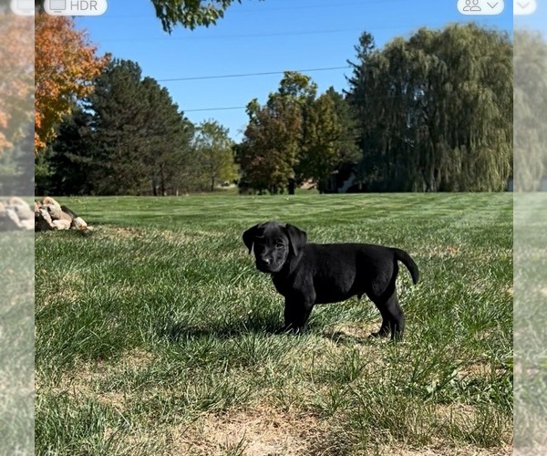 Medium Photo #3 Labrador Retriever Puppy For Sale in FREDERICKSBG, OH, USA