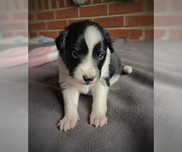 Medium Photo #3 Border Collie-Papillon Mix Puppy For Sale in CULPEPER, VA, USA