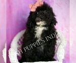 Small #2 Poodle (Toy)