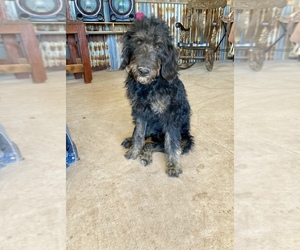 Labradoodle Puppy for sale in ROSWELL, NM, USA