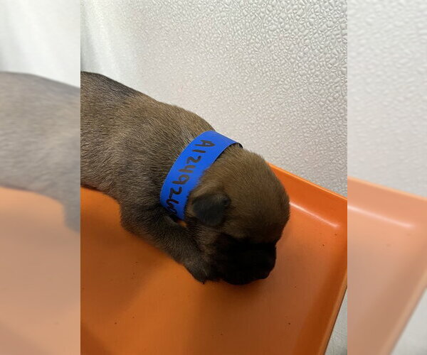 Medium Photo #1 Border Collie-Texas Heeler Mix Puppy For Sale in Bakersfield, CA, USA