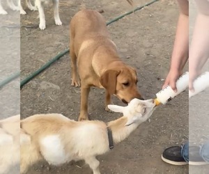 Father of the Labrador Retriever puppies born on 02/18/2026
