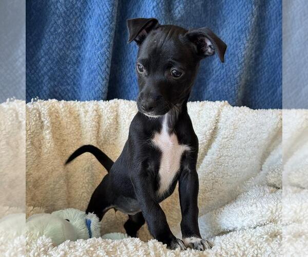 Medium Photo #8 Chihuahua-Colonial Cocker Spaniel Mix Puppy For Sale in San Diego, CA, USA