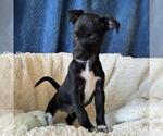 Small #7 Chihuahua-Colonial Cocker Spaniel Mix