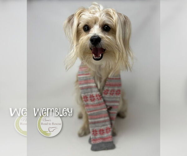 Medium Photo #3 Shih Tzu-Unknown Mix Puppy For Sale in Benton, LA, USA