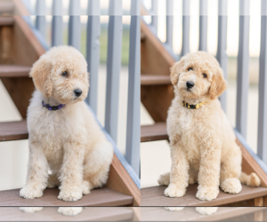 Goldendoodle Litter for sale in COLORADO SPRINGS, CO, USA