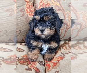 Poodle (Toy) Puppy for sale in Lexington, NC, USA