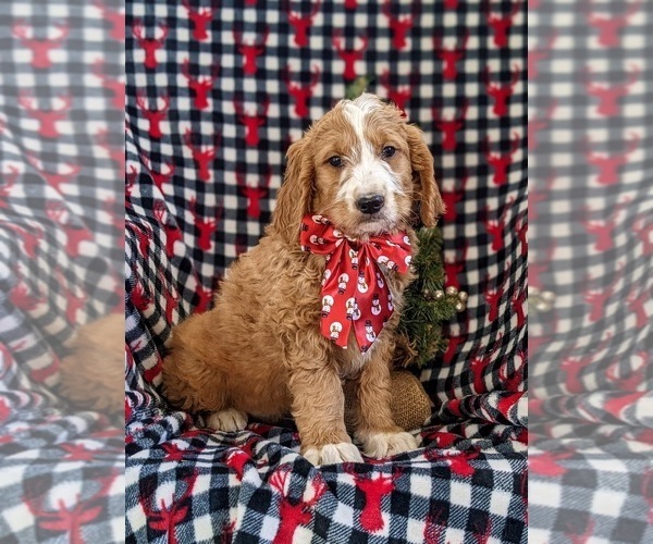 Medium Photo #3 Goldendoodle (Miniature) Puppy For Sale in OXFORD, PA, USA