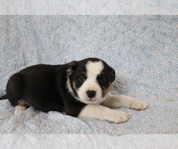 Medium Photo #1 Mutt Puppy For Sale in SHILOH, OH, USA
