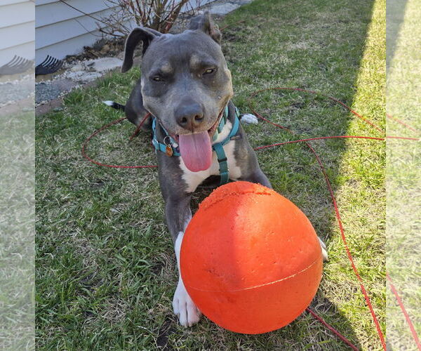 Medium Photo #6 American Pit Bull Terrier Puppy For Sale in Fargo, ND, USA