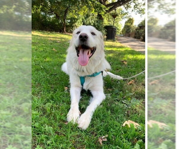 Medium Photo #14 Great Pyrenees Puppy For Sale in Spring, TX, USA