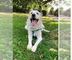 Small #13 Great Pyrenees