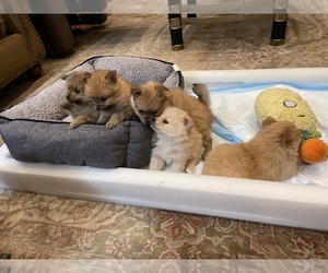 Pomeranian Puppy for sale in EAST MILLSTONE, NJ, USA