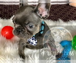 Small Photo #29 French Bulldog Puppy For Sale in BUCKS BAR, CA, USA