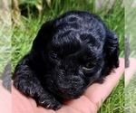 Small Photo #2 Poodle (Toy) Puppy For Sale in CLARE, MI, USA