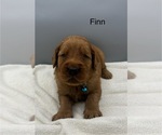 Small #2 Golden Retriever