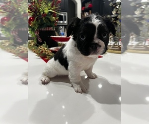 French Bulldog Puppy for Sale in OWASSO, Oklahoma USA