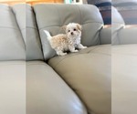 Puppy 3 Yorkshire Terrier