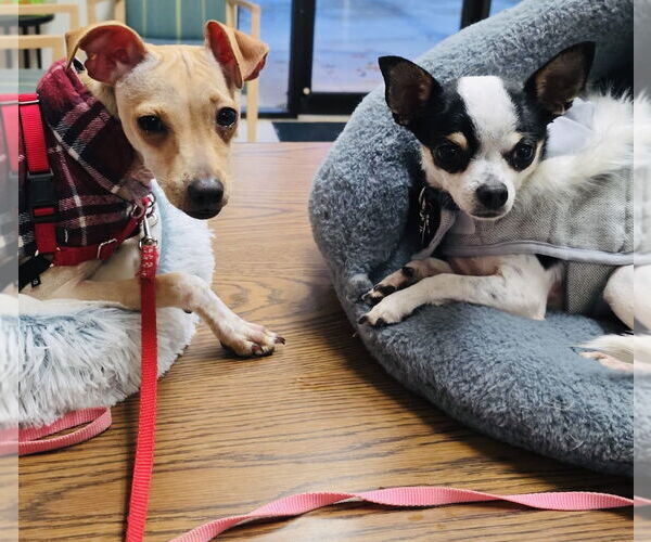 Medium Photo #5 Chihuahua-Unknown Mix Puppy For Sale in Princeton, MN, USA