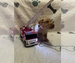 Image preview for Ad Listing. Nickname: Tank