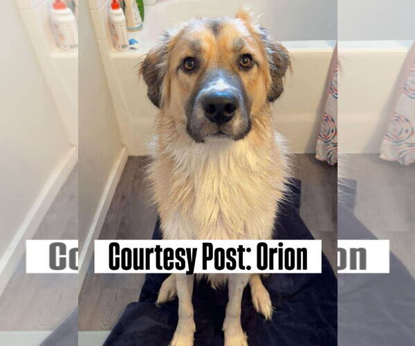 Medium Photo #1 Anatolian Pyrenees Puppy For Sale in Bountiful, UT, USA