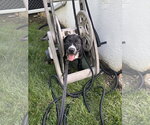 Small #2 American Pit Bull Terrier Mix