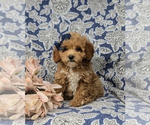 Poodle (Toy) Puppy for sale in LEOLA, PA, USA