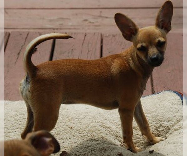 Medium Photo #5 Chihuahua-Unknown Mix Puppy For Sale in Spring, TX, USA