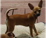 Small Photo #5 Chihuahua-Unknown Mix Puppy For Sale in Spring, TX, USA