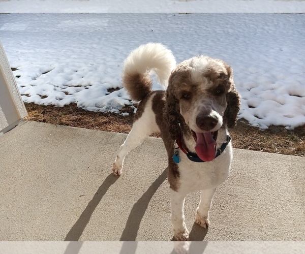 Medium Photo #6 Poodle (Standard) Puppy For Sale in BONNERS FERRY, ID, USA