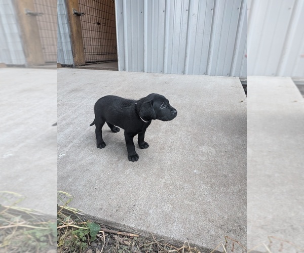 Medium Photo #7 Labrador Retriever Puppy For Sale in PIERSON STATION, IL, USA