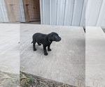 Light purple - Male Labrador Retriever Puppy for Sale - Photo #7