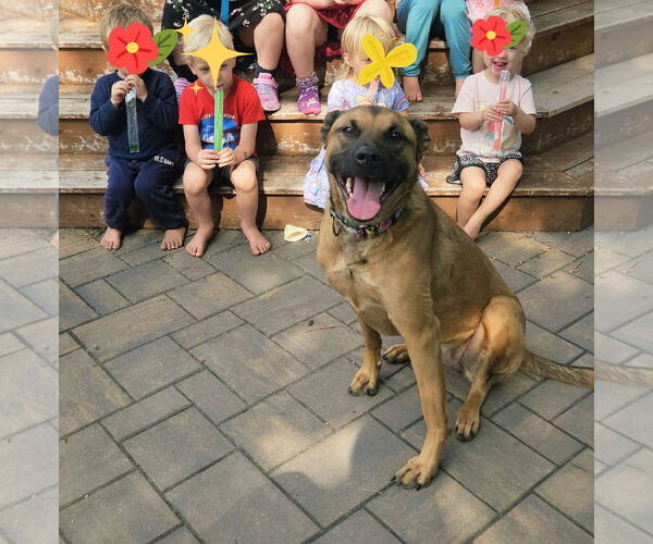 Medium Photo #4 German Shepherd Dog-Unknown Mix Puppy For Sale in Brooklyn Center, MN, USA
