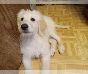 Double Doodle Puppy for sale in STREAMWOOD, IL, USA