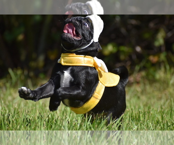 Medium Photo #8 Pug Puppy For Sale in PALM COAST, FL, USA